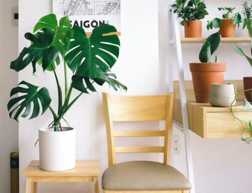 4 Expert Tips for Moving a Plant Safely